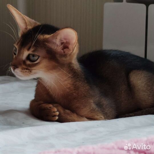 Для ценителей настоящих Абиссинских котят