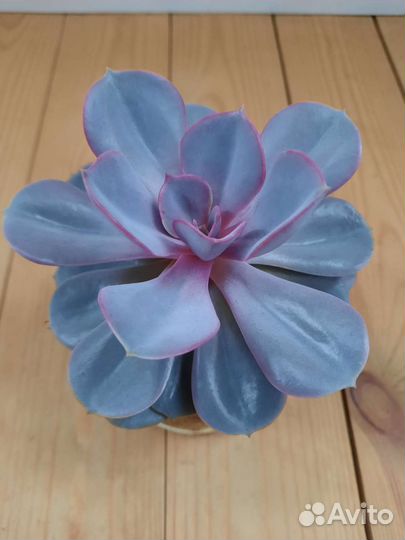 Граптопеталум, эхеверии