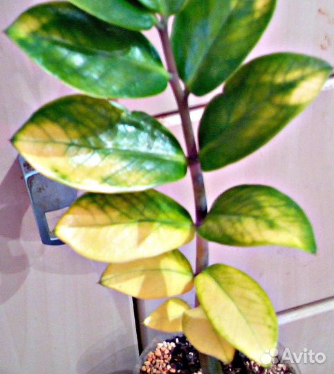 Продам шикарные вариегатные замиокулькасы