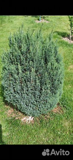 Кипарисовик лавсона