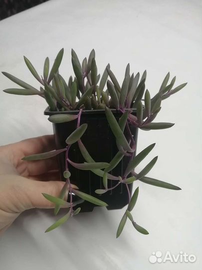 Оттона мясистая