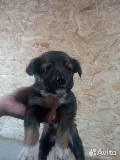 Маленькая собака бесплатно