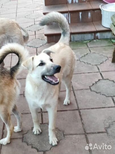 Собака в добрые руки девочка