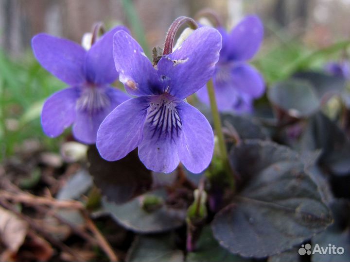 Виола (Фиалка, Анютины глазки) лабрадорская Саженц