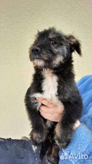 Собака бородачка