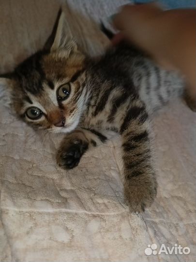 Котёнок мурлыка