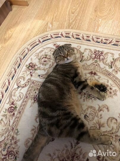 Кошка