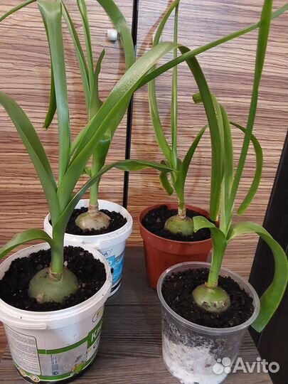 Индийский Лук