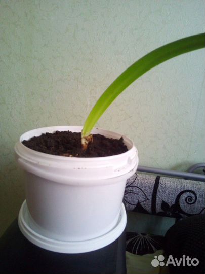 Гиппиаструм (комнатная лилия)