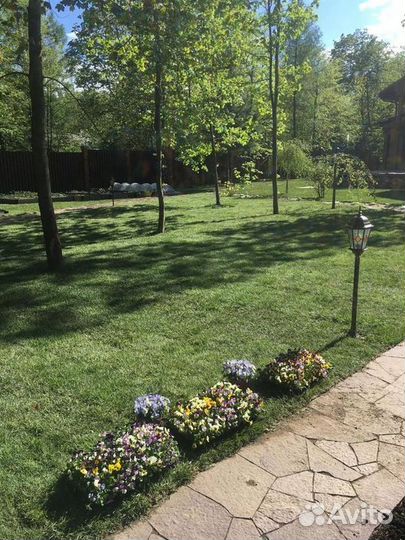 Укладка газона элитный