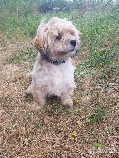 Маленький песик в добрые руки