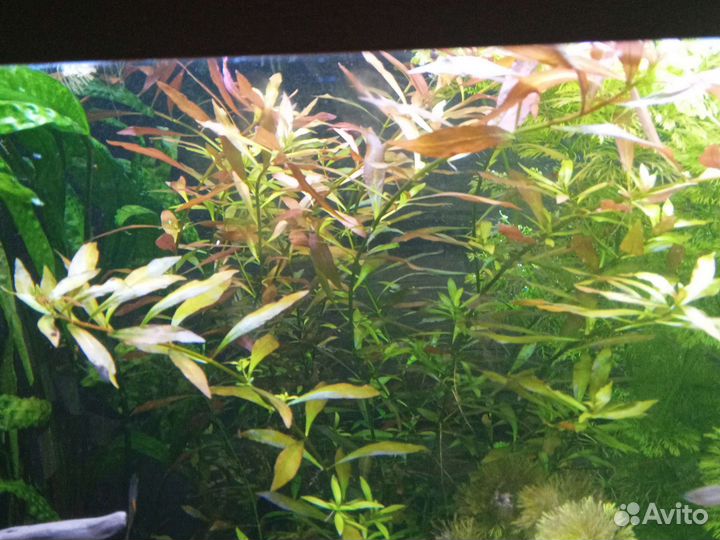 Аквариумные рыбки