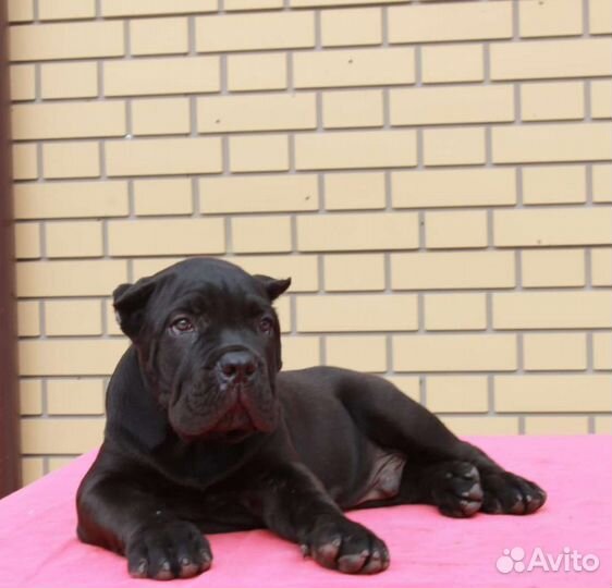 Щенки кане корсо 2 мес