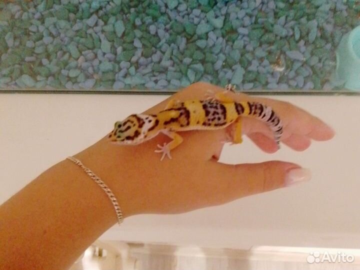 Эублефары с террариумом