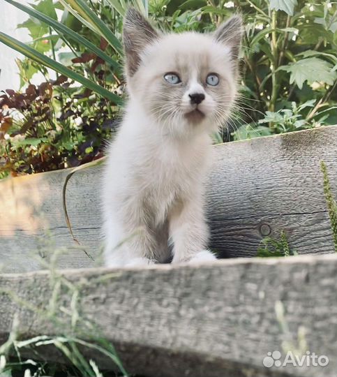 Котенок 2 месяца