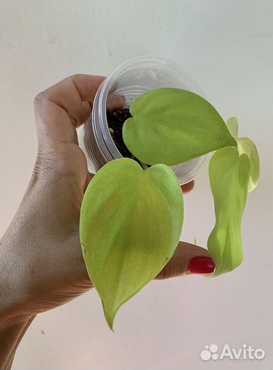 Эпипремнум сциндапсус неон аройдные