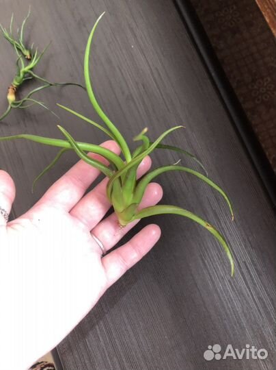 Тилландсии атмосферные в ассортименте