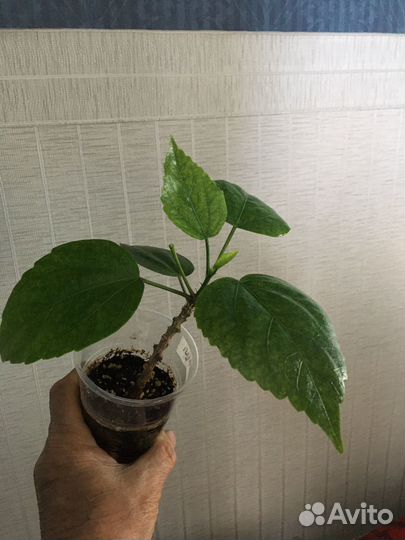 Гибискус сортовой (белый цвет)