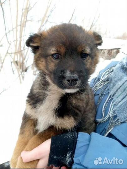 Щенки девочки