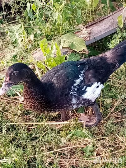 Индоутка мускусная утка