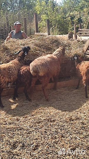 14шт.всех оптом.бараны овцы ягнята