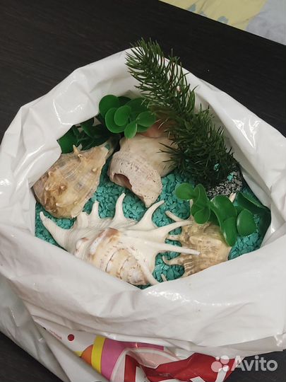 Грунт, ракушки