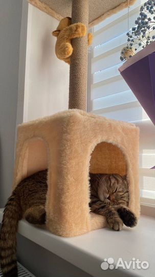 Когтеточка