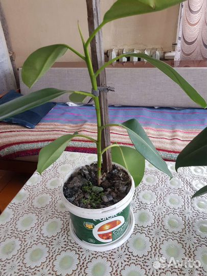 Фикус крупнолистный