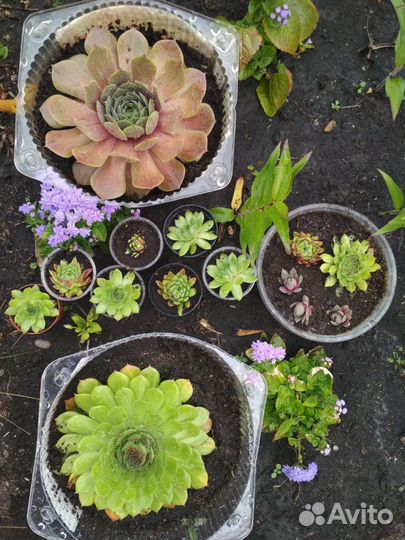 Молодило,каменная роза