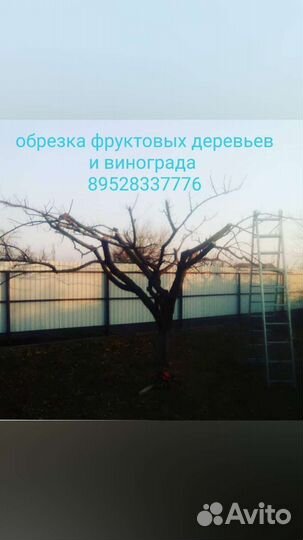 Обрезка плодовых деревьев