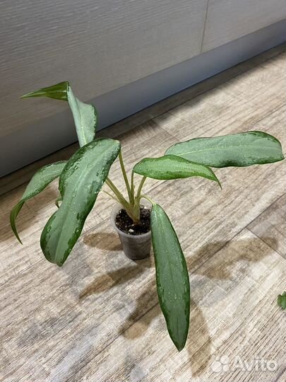 Комнатные цветы