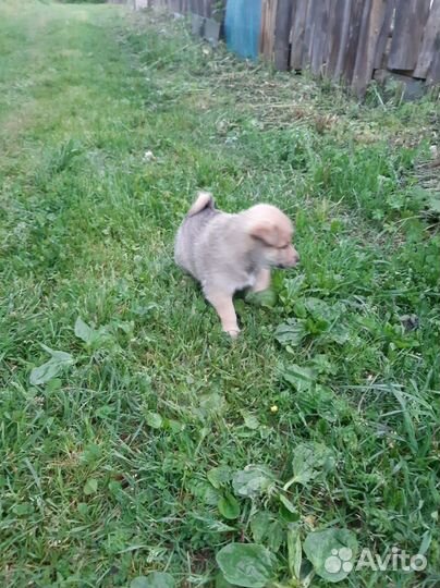 Продам щенка западно-сибирской лайки