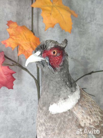 Чучело фазана