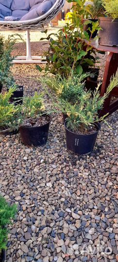 Хвойные и декоративные растения