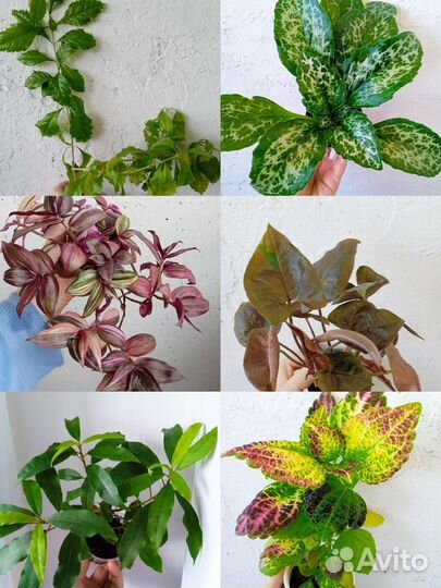 Комнатные цветы разные