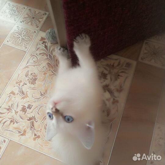 Кошки бесплатно