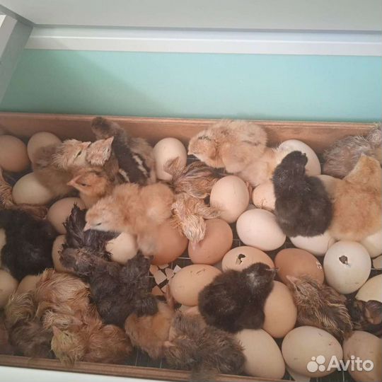 Цыплята бройлеры