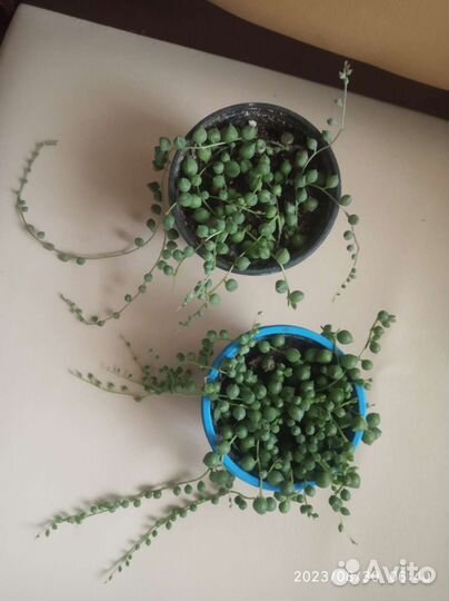 Крестовник роули