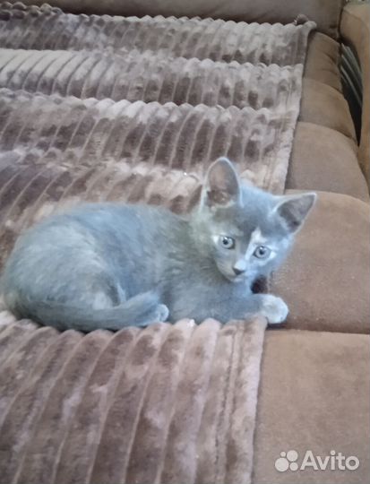 Котенок девочка в добрые руки