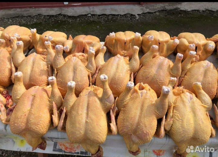 Куры бройлеры тушки мясо