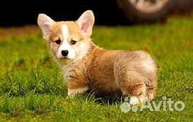 Выгул собак 12 лет