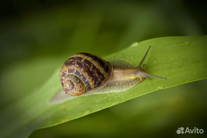 Улитка Мюллер Helix aspersa Muller