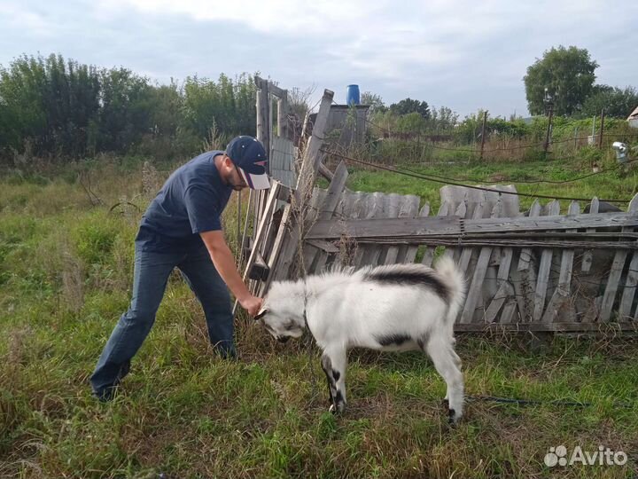 Козочка и козел