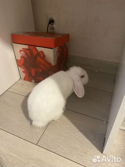 Декоративные кролики вислоухие