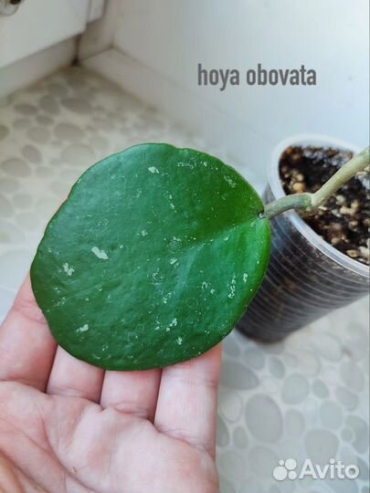 Хойя ротундифлора, мирабилис, ретуза
