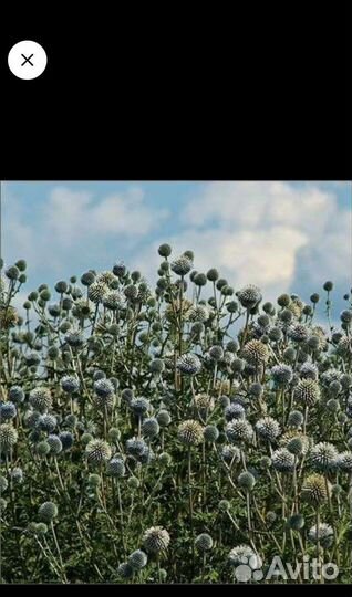 Семена мордовника