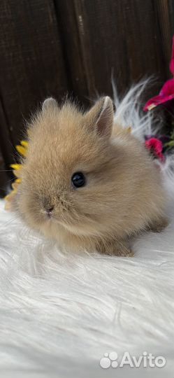 Карликовые декоративные крольчата mini