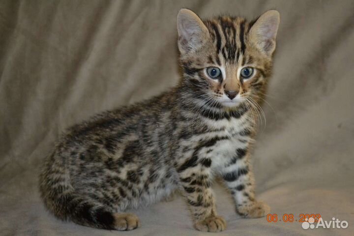Гибрид мальчик Ф1 от длк и бенгальской кошки