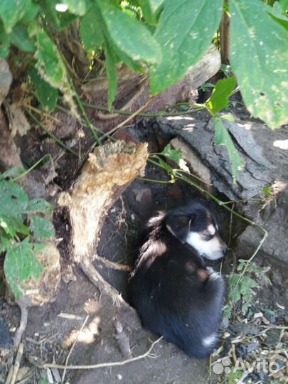 Щенки бесплатно