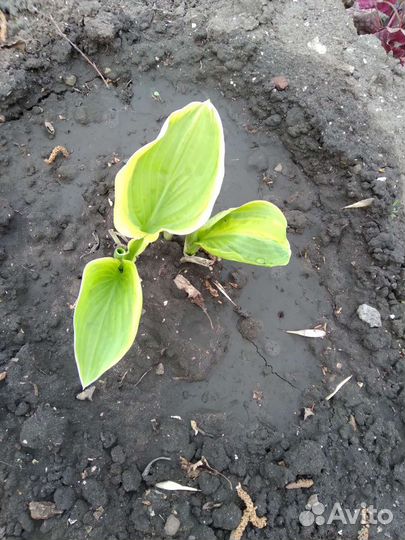 Гейхера многолетний цветок,Хоста,Мускари.Ирисы дал